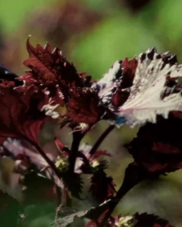 Shiso leaves in a garden bed