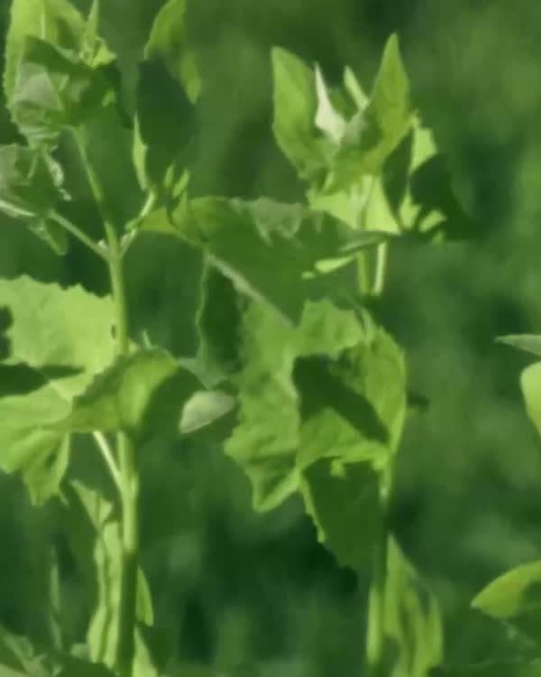 Fresh green leaves