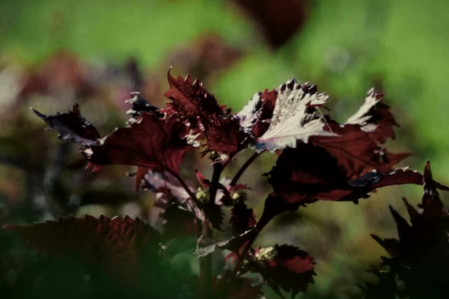 Shiso in the garden